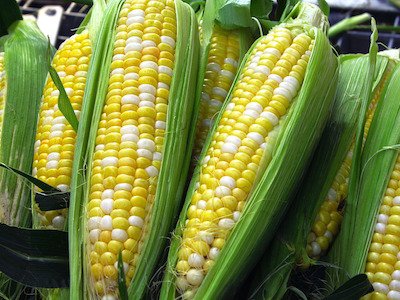 modern-corn