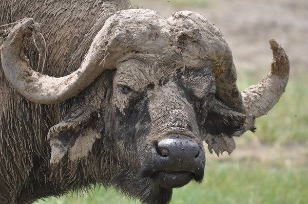 This frightening creature, on the other hand, is a water buffalo, closest wild relative to our moo cow, and one of the most dangerous animals on the plains of Africa. She would never let you near her udder. Photo credit: travelblog.org