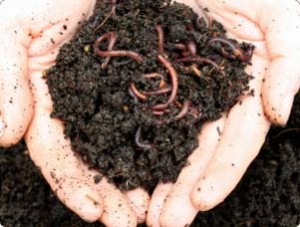Worms love dirt and worms are part of nature, so you know it's good. Image credit - Scotts